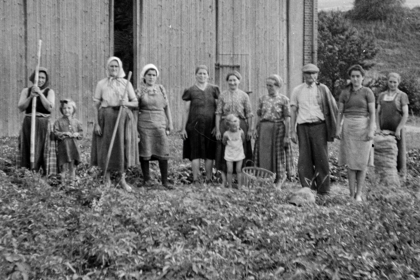 Kartoffelernte in Niederkaufungen, 1949 (Hasselblatt)