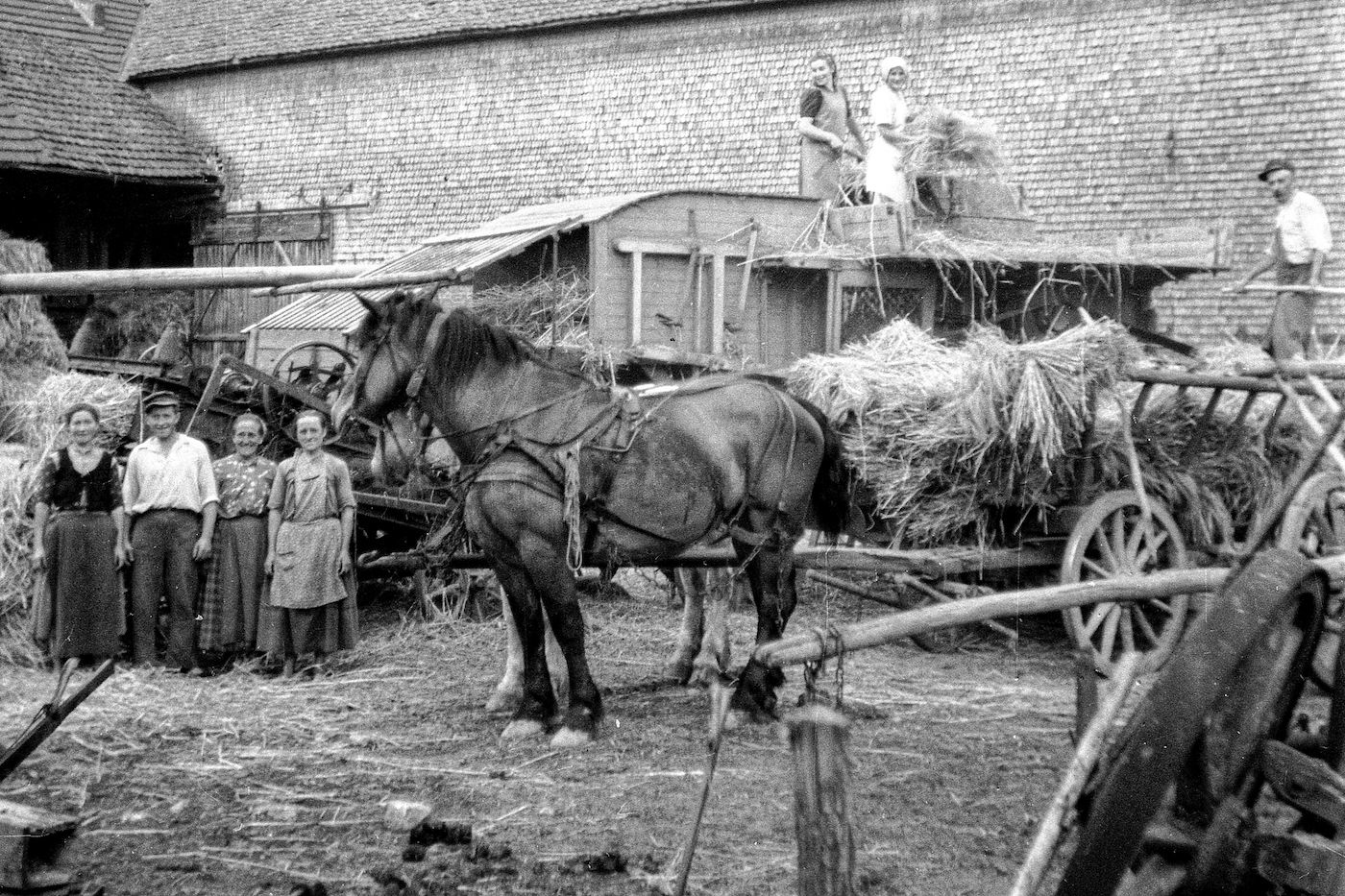 Zugezogene Vertriebene arbeiten auf Gut Althans, 1949 (Hasselblatt)